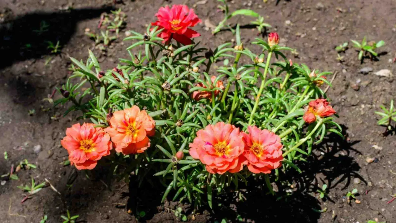 Des pourpiers aux fleurs éclatantes, orange et rouges, poussent dans la terre. L'entretien de ces plantes est simple, elles aiment le soleil.