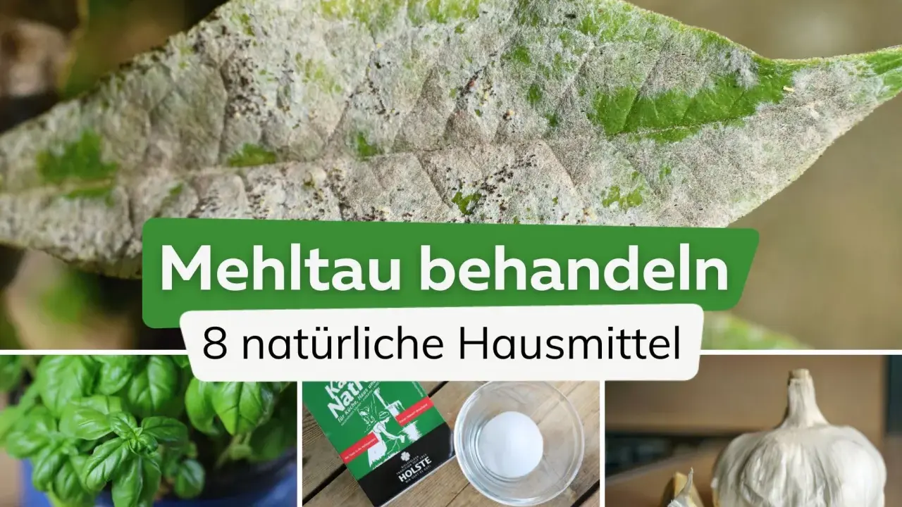 Ein Blatt mit Mehltau, daneben Basilikum, Salz und Knoblauch. Essig gegen Mehltau ist ein Hausmittel.