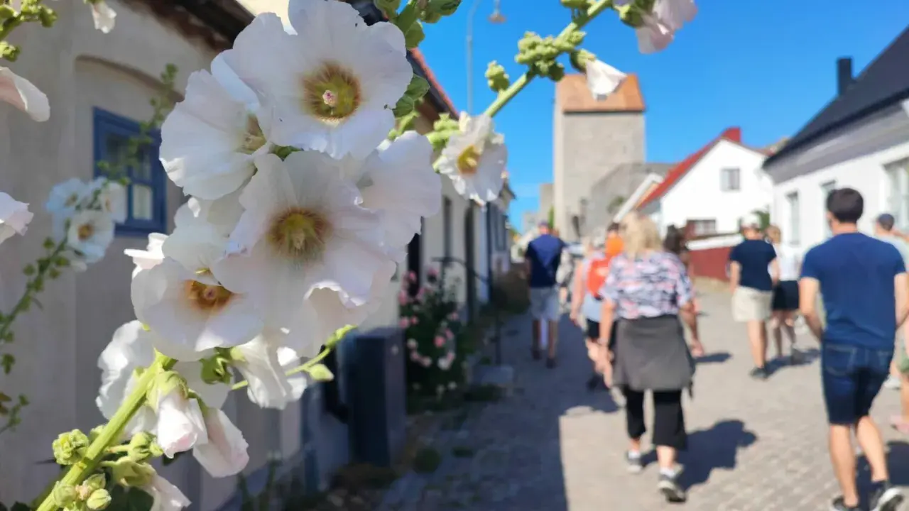 Vackra stockrosor blommar längs en kullerstensgata där en grupp människor följer med på guidade turer i en svensk stad.