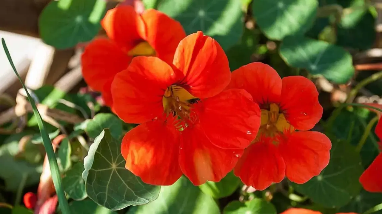 Färgglad buskkrasse i kruka med sina karaktäristiska orange blommor och runda blad.
