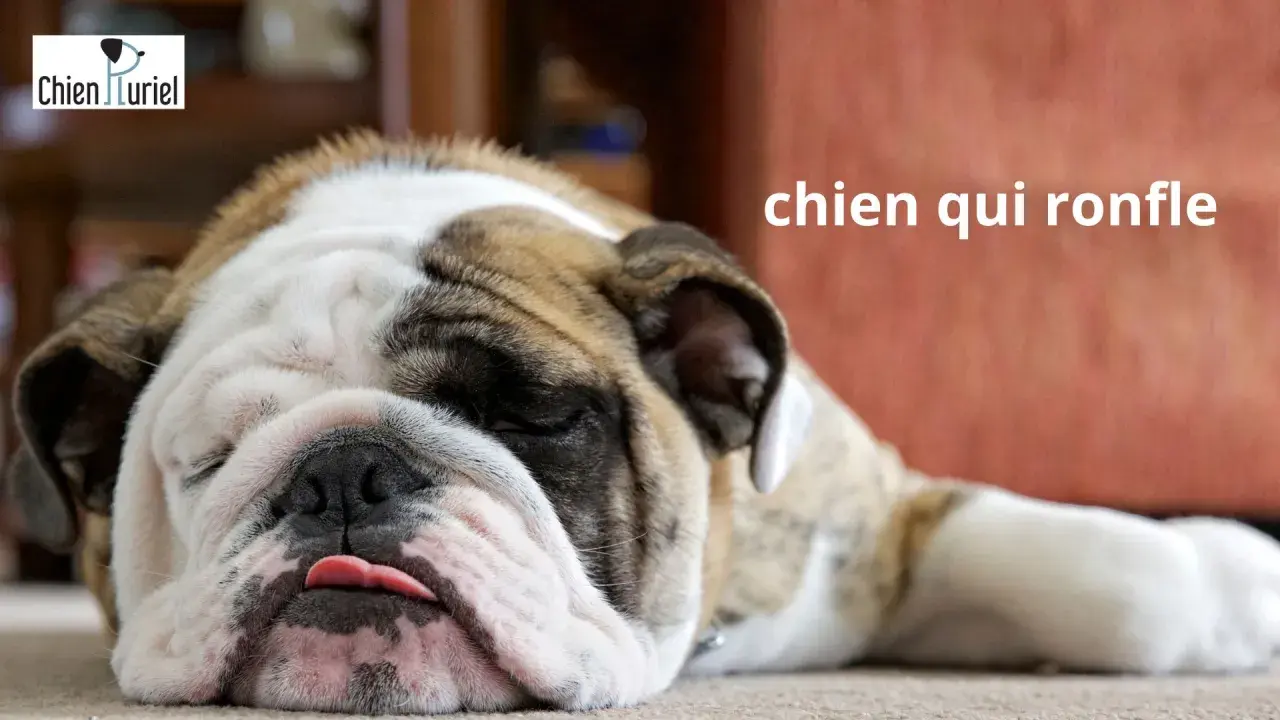 Gros plan sur un bouledogue endormi, la langue sortie, un vrai chien qui ronfle.