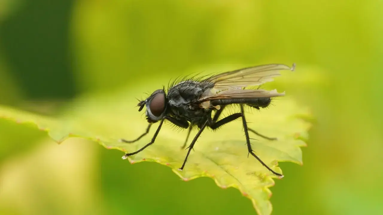 Gros plan d'une mouche des semis aux yeux rouges, perchée sur une feuille verte aux bords dentelés.