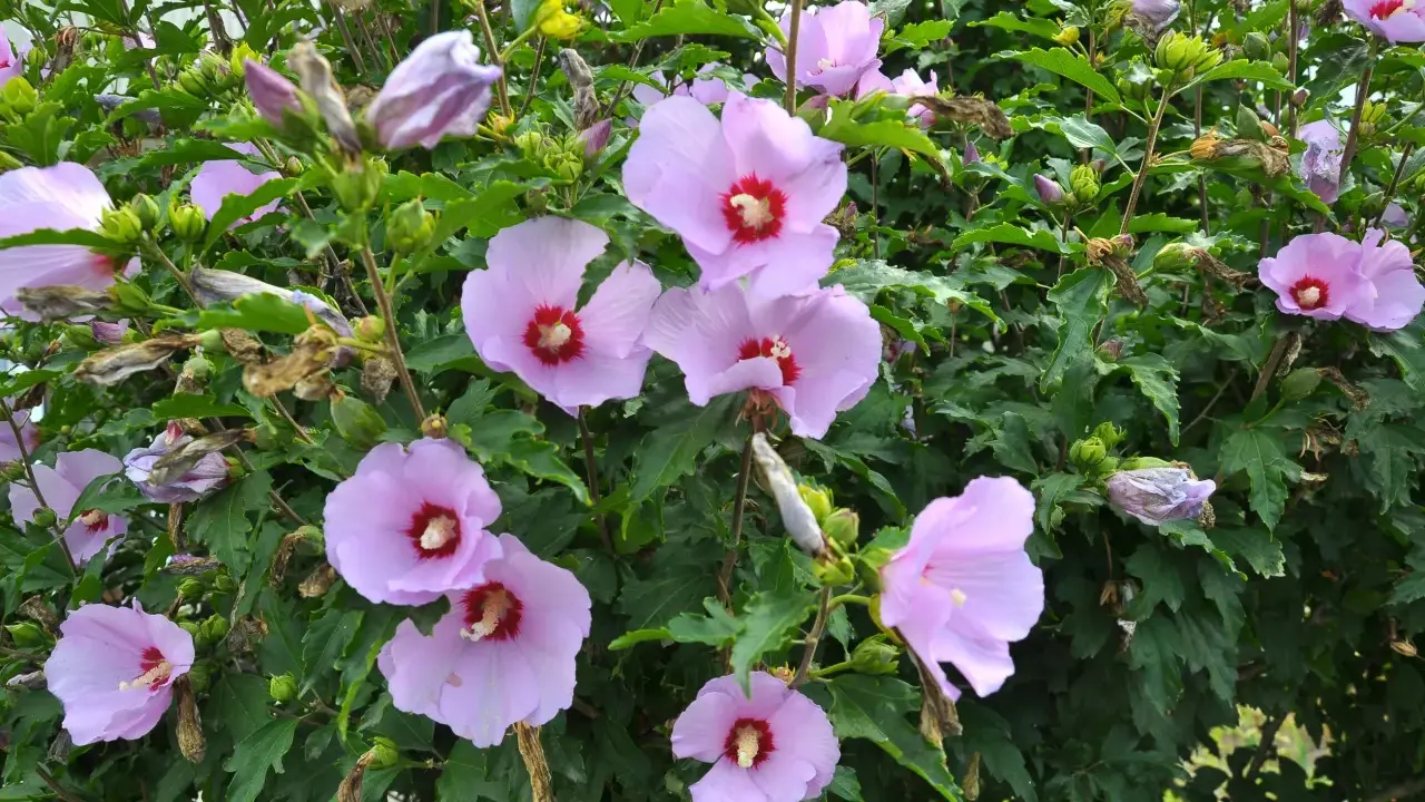 Hibiskus ogrodowy: Jak przycinać, by kwitł obficie? Poradnik
