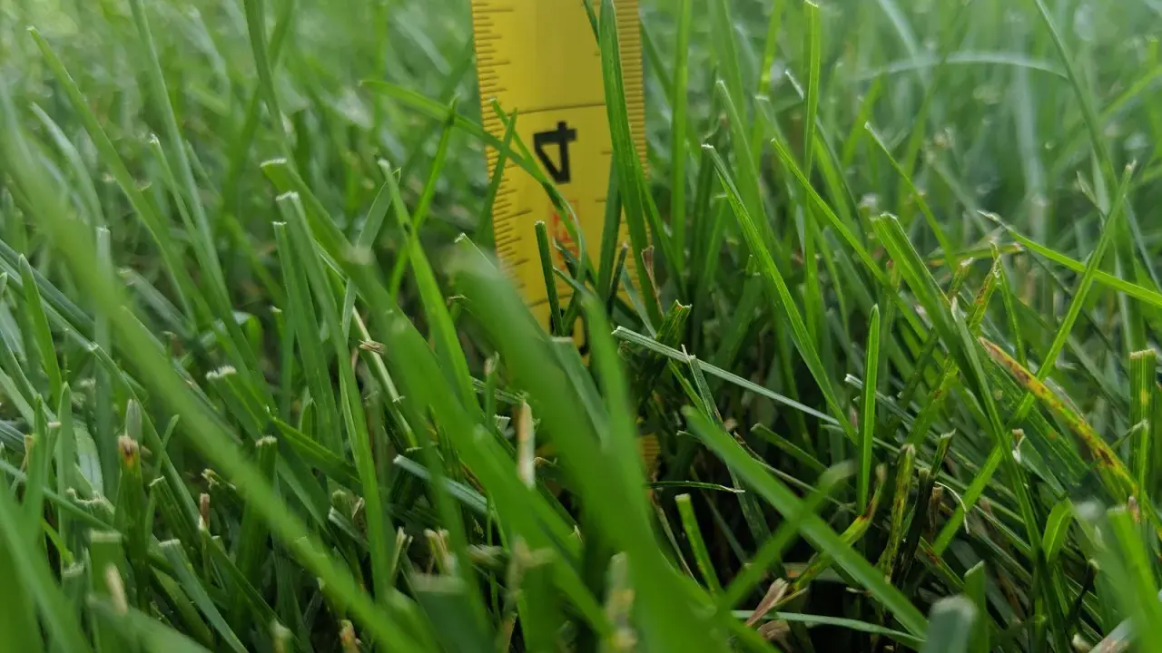 A yellow measuring tape shows the kentucky bluegrass mowing height is around 4.5 inches.