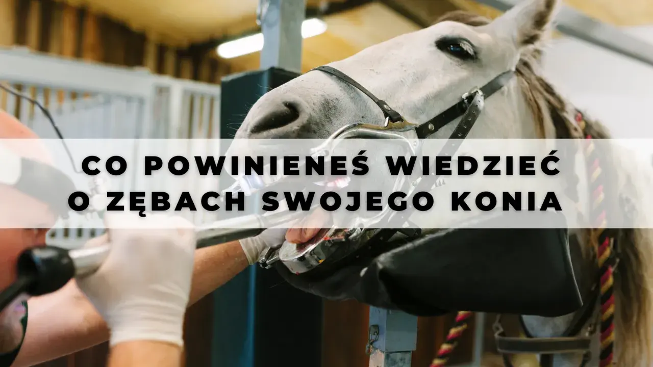Co koń ma w pysku? Zęby, anatomia, problemy Kompletny przewodnik.