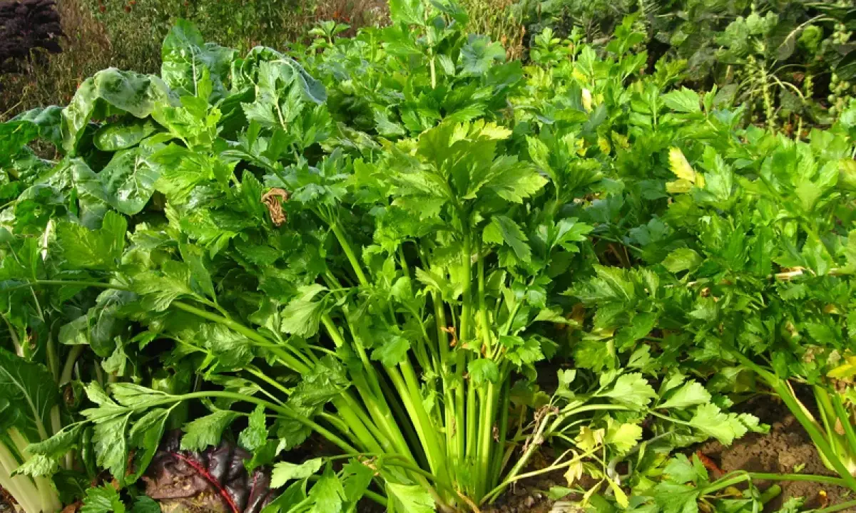 Un beau champ de céleri frais, prêt à être récolté. La saison du céleri est à son apogée, offrant des légumes croquants et savoureux.