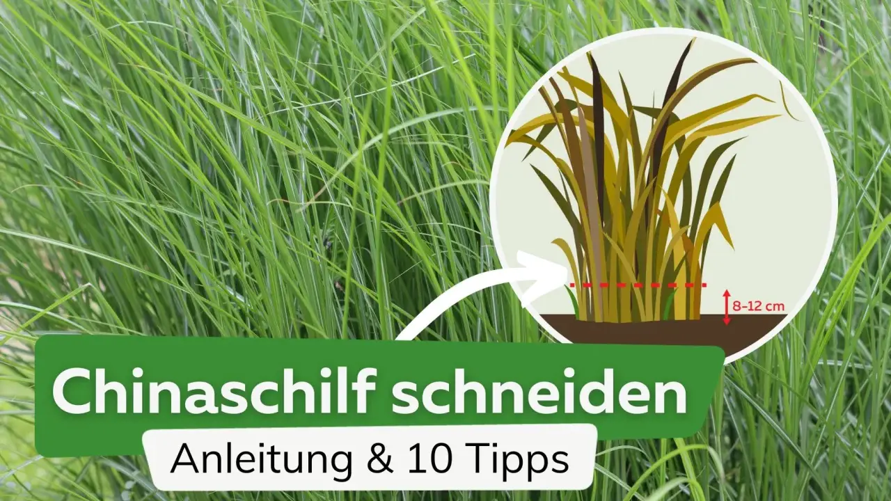 Anleitung zum Chinaschilf schneiden: Ein Kreis zeigt, wie man das Gras auf 8-12 cm zurückschneidet.