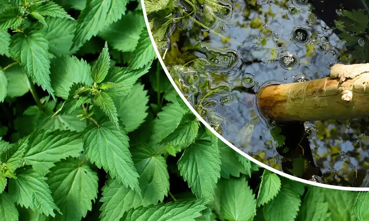 Orties vertes et un seau d'eau avec une branche, pour apprendre comment utiliser le purin d'ortie.