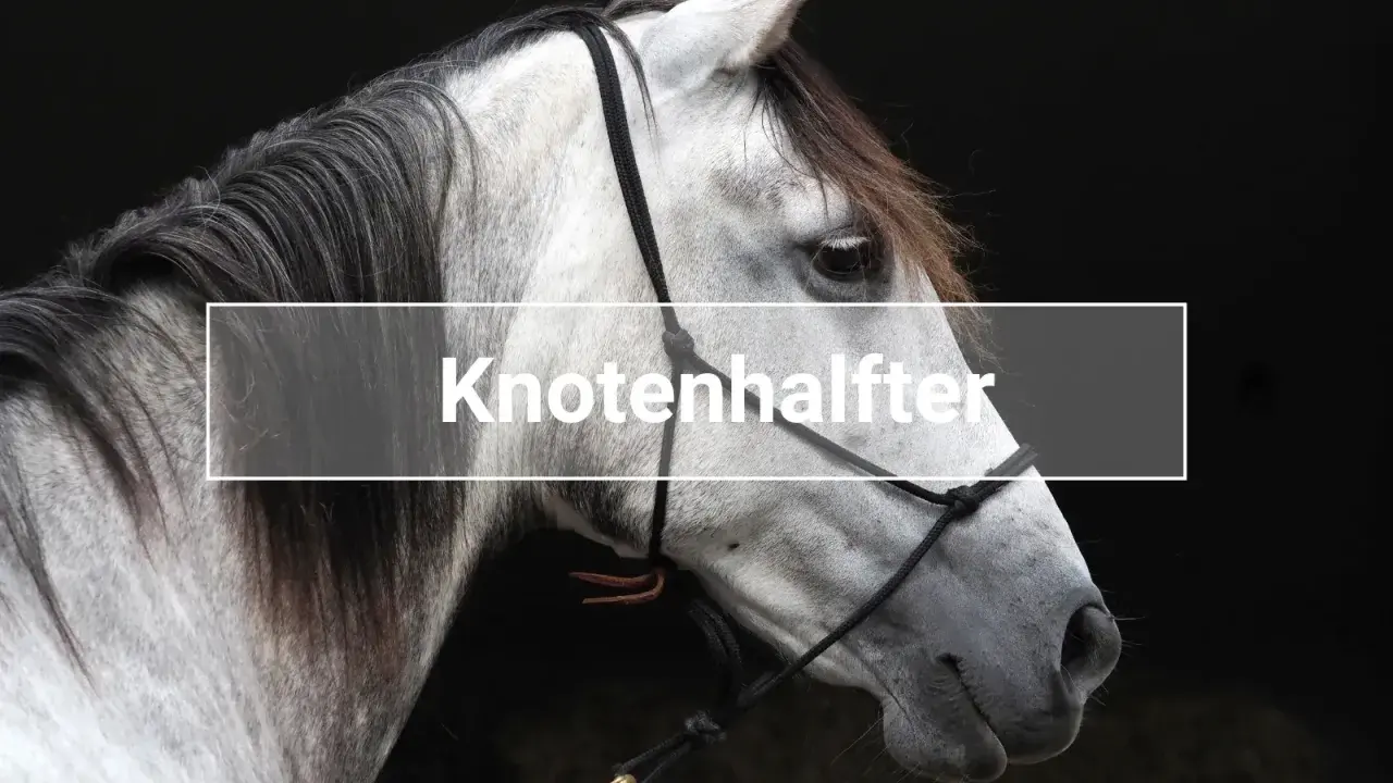 Graues Pferd mit einem Knotenhalfter, bereit für das Longieren.