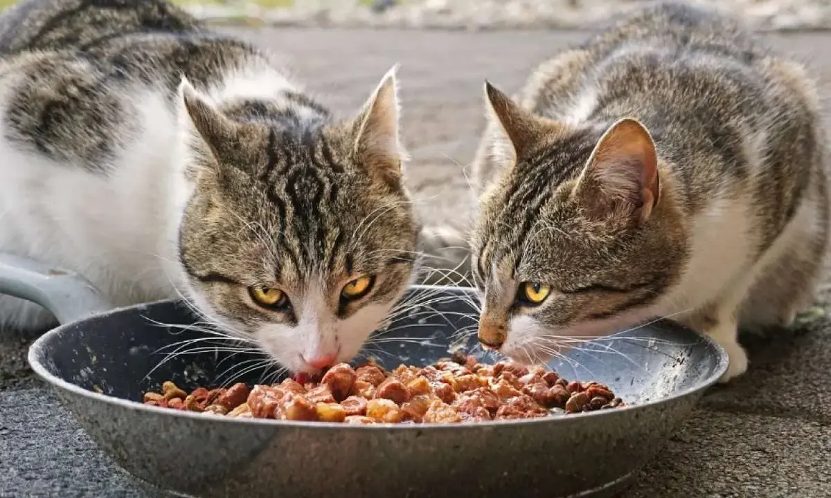 Dos gatos atigrados disfrutan de un festín de comida húmeda en un plato. ¡Qué bien que les gusten las chuches animal!