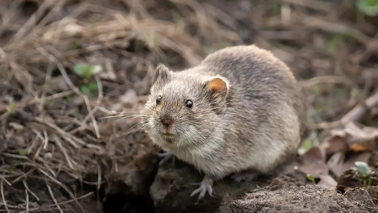 Un rat taupier, petit rongeur au pelage gris, émerge de son terrier au milieu de feuilles mortes et de brindilles.