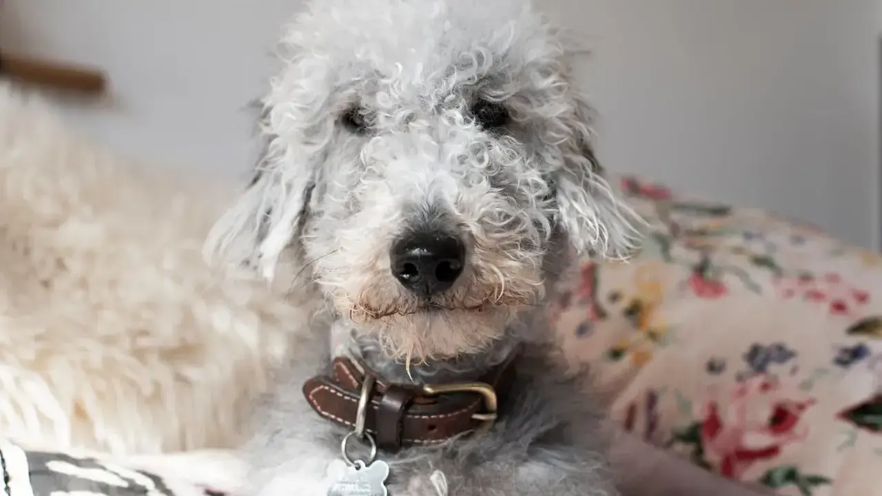 Uroczy pies rasy Bedlington Terrier z kręconą, szarą sierścią. Zastanawiasz się, ile żyje pies z padaczką?