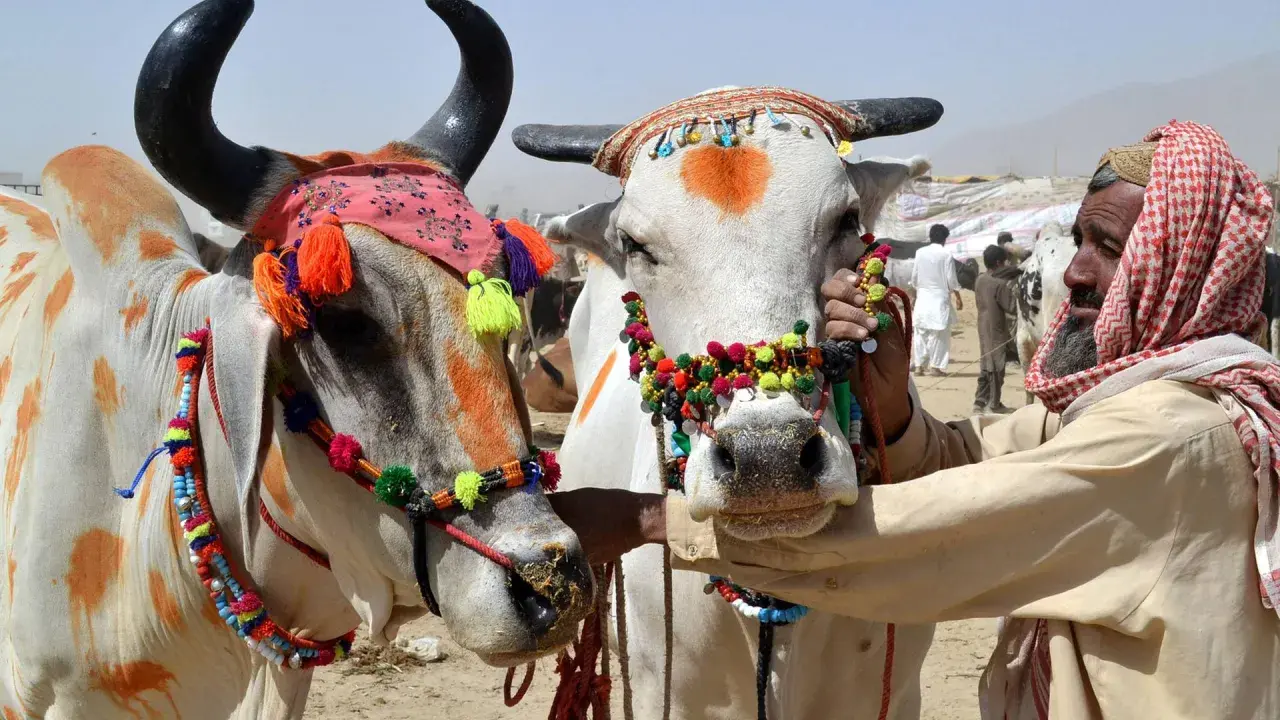 Zwei festlich geschmückte Rinder auf einem Markt, bereit für das Eid al-Adha. Ein Mann mit Kopftuch kümmert sich um die Tiere.