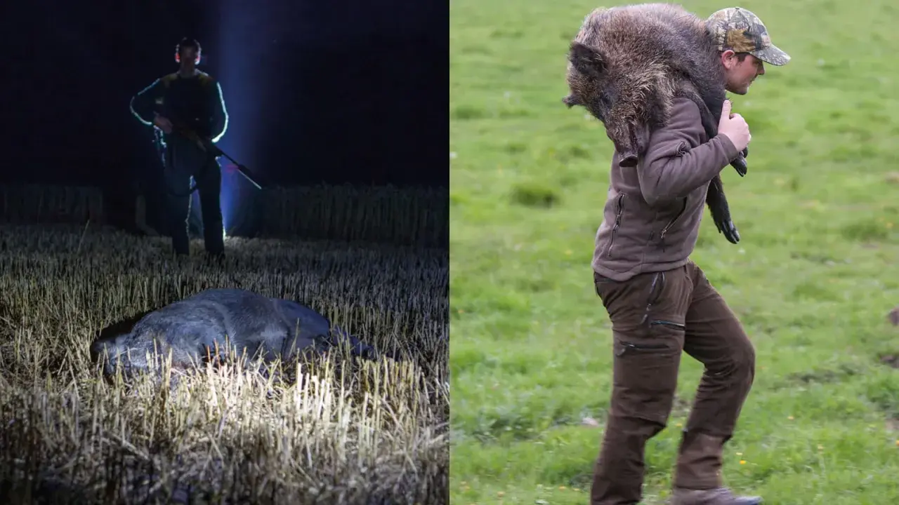 Hunter with rifle in field at night next to dead wild boar; hunter carrying wild boar over shoulder in grassy field.
