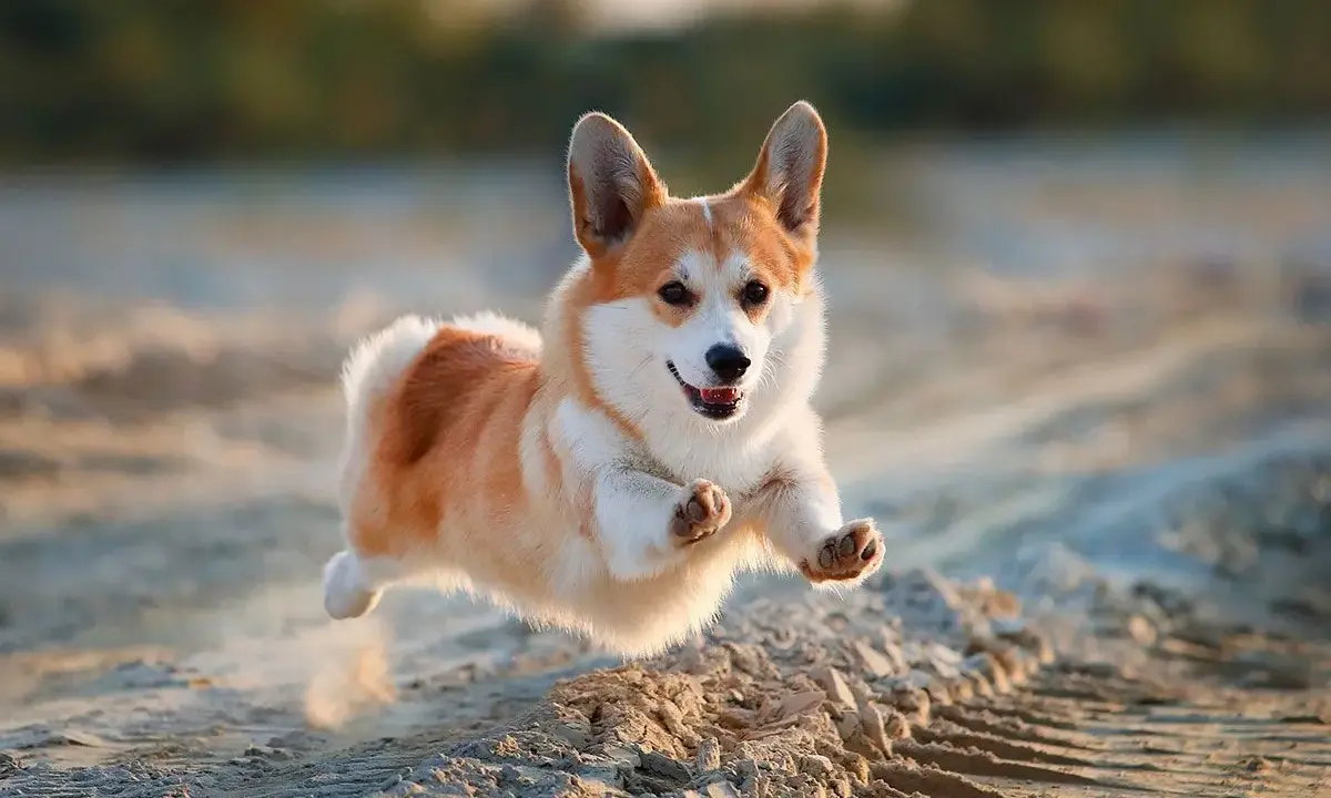 Un adorable corgi nain saute joyeusement sur le sable, ses pattes en l'air, le soleil couchant illuminant son pelage roux et blanc.