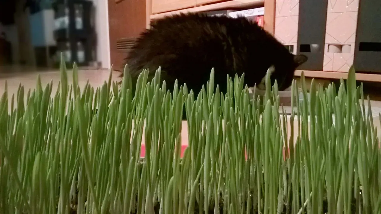 Frisch gezogenes Katzengras, bereit für die Samtpfote. So einfach ist Katzengras selber ziehen!