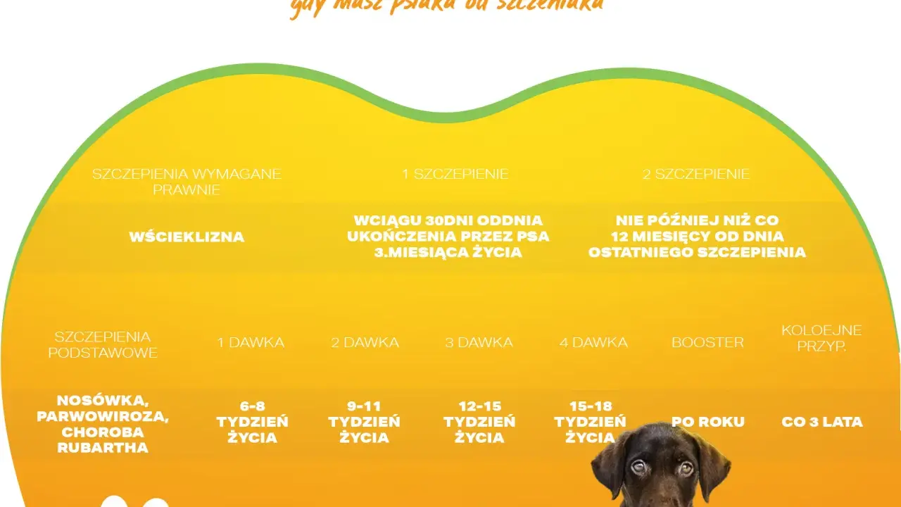 Kalendarz szczepień psa: pierwsze szczepienie szczeniaka, dawki, wścieklizna, choroby.