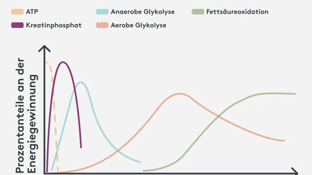 Diagramm zeigt, was bewirkt Kreatin: Kreatinphosphat liefert kurzfristig Energie, gefolgt von anaerober und aerober Glykolyse sowie Fettsäureoxidation bei längerer Belastung.