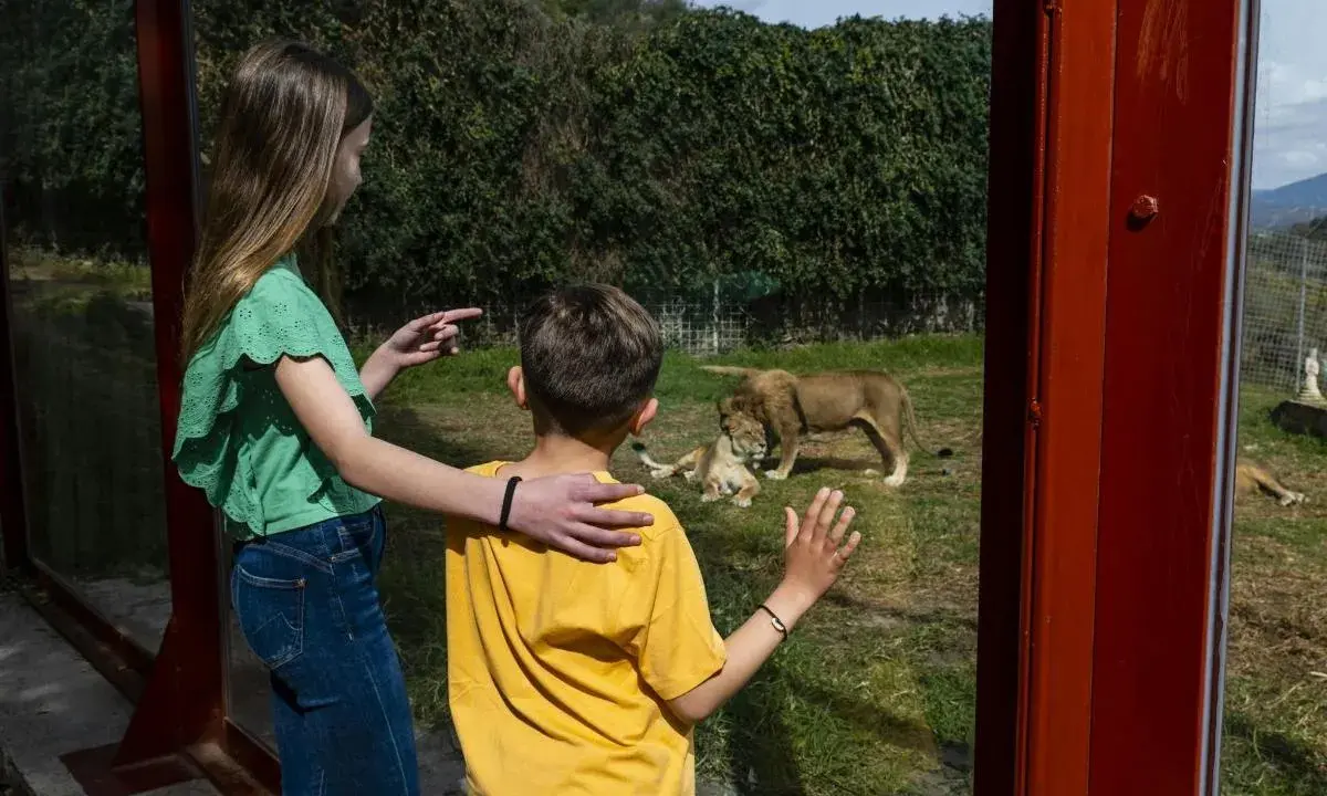 Kinder bestaunen Löwen im Selwo Aventura. Ein Mädchen zeigt auf die Tiere, während ein Junge fasziniert zuschaut.