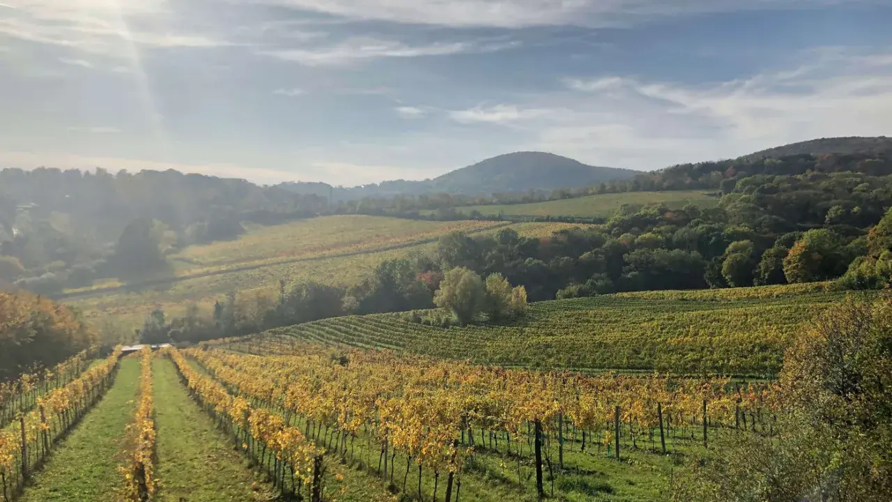 Vignoble doré sous un ciel nuageux, paysage vallonné aux couleurs d'automne. On dirait la petite Sibérie, mais avec du vin.