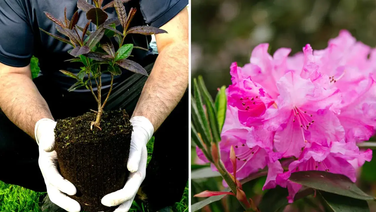 Mains gantées tenant un jeune plant prêt à planter un rhododendron. À côté, une fleur de rhododendron rose éclatante.