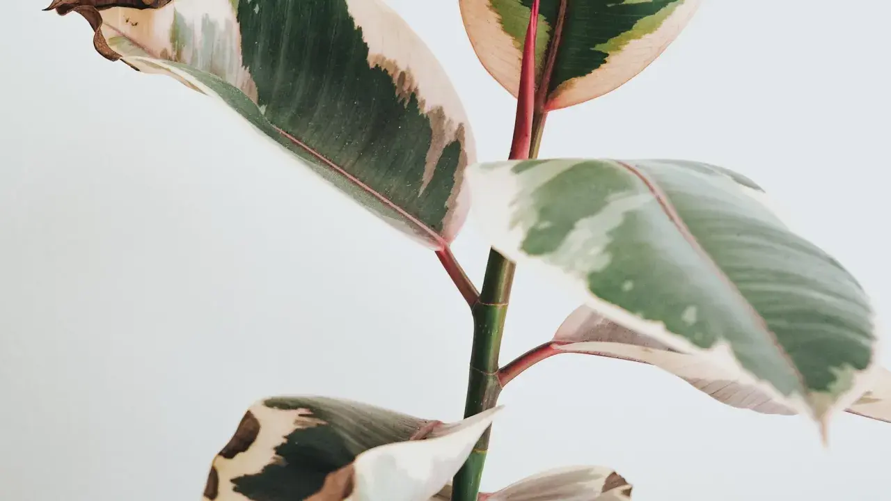 En ficus med gröna, vita och rosa blad. Några bruna blad visar tecken på att torka ut.