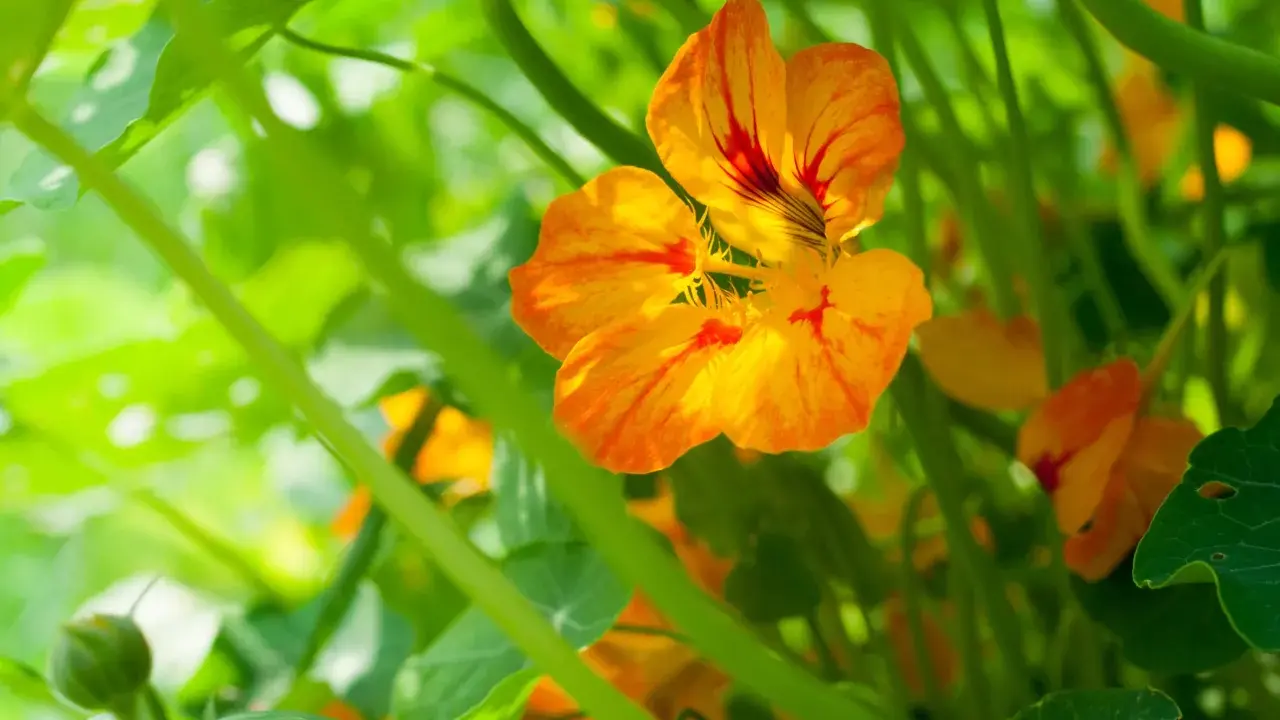 Fleurs de capucines aux couleurs vives, éclatantes de soleil, prêtes à égayer le jardin.