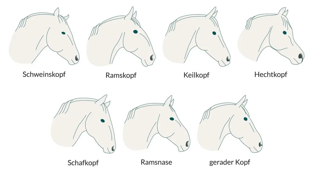 Illustrationen verschiedener Pferdekopfprofile: Schweinskopf, Ramskopf, Keilkopf, Hechtkopf, Schafkopf, Ramsnase, gerader Kopf. Die richtige Kopfhaltung pferd ist wichtig.