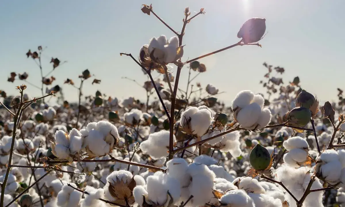 Campo di cotone maturo, con soffici fiocchi bianchi che promettono preziose fibre naturali vegetali.