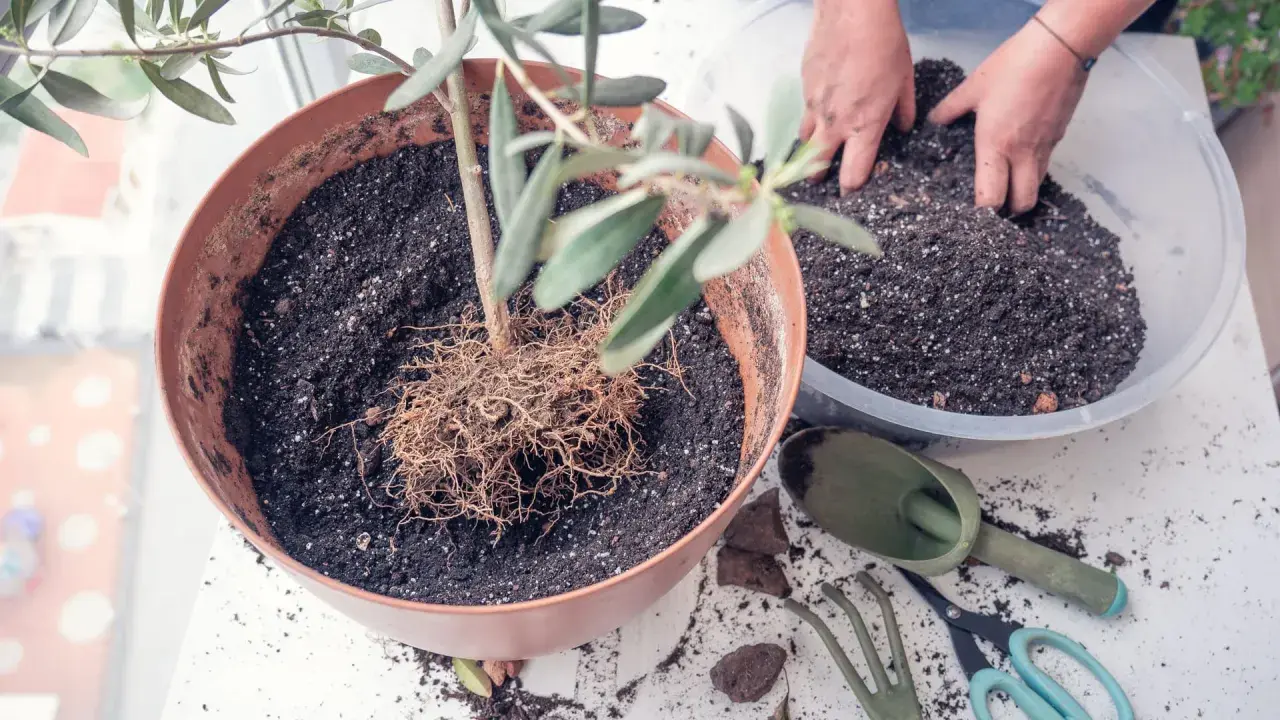 Hände arbeiten an einem Olivenbaum umtopfen. Der Baum steht in einem braunen Topf, daneben frische Erde in einer Schüssel und Gartengeräte.