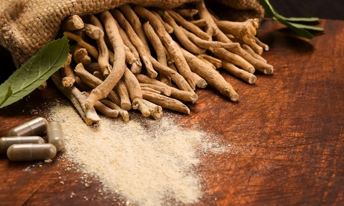 Racines d'ashwagandha en vrac et en gélules, poudre fine. Attention à l'ashwagandha danger potentiel.