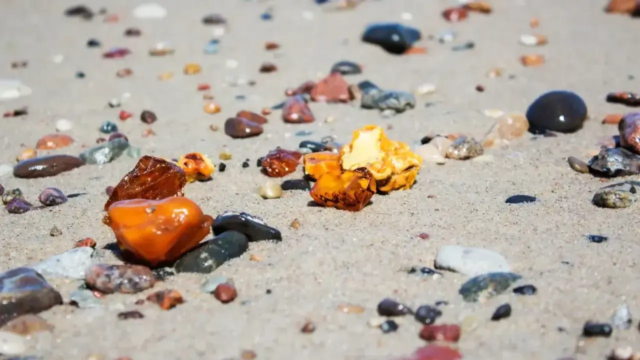 Kilka kawałków bursztynu o różnych odcieniach żółci i brązu leży na piaszczystej plaży wśród mokrych kamyków.