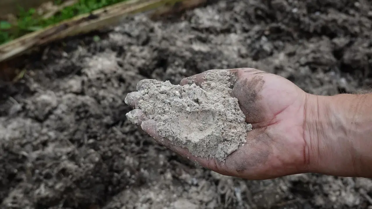 Dłoń trzyma popiół drzewny, który posłuży jako nawóz pod tuje.