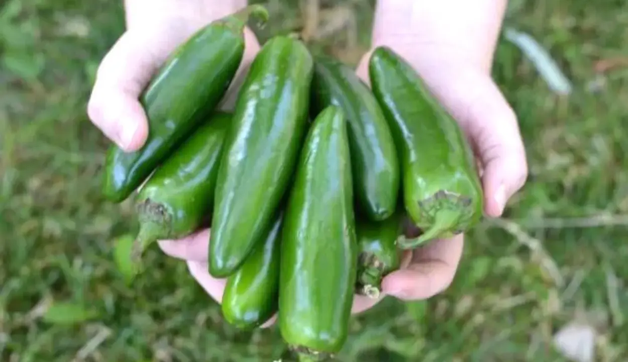 Hands cradle a bountiful harvest of fresh, green pepper plants, glistening in the sunlight.