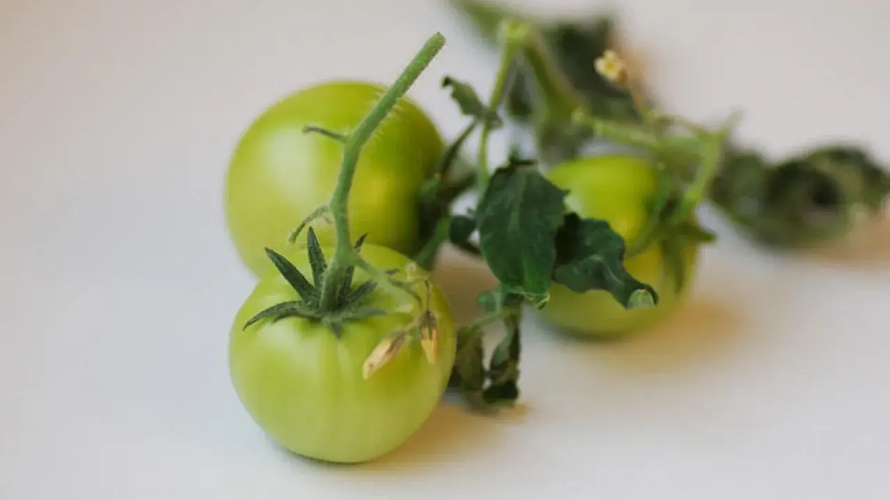 Tre omogna, gröna tomater hänger på en gren med blad. De ser ut som små, romantica tomater som väntar på att mogna.
