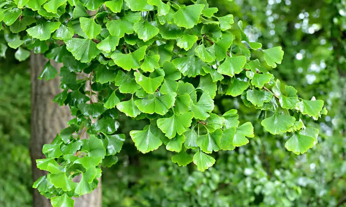 Rameau d'un arbre de ginkgo biloba, ses feuilles vertes en forme d'éventail créent une belle plantation.