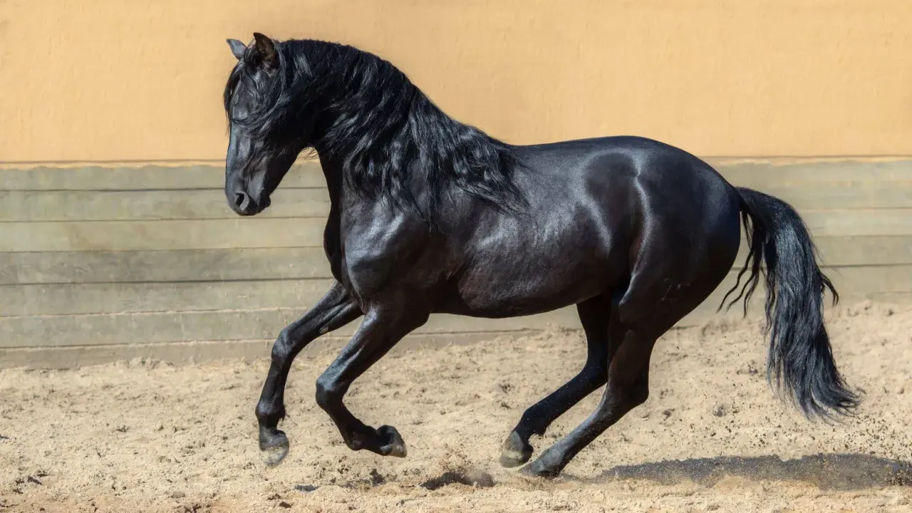 Schwarzes Pferd mit wallender Mähne galoppiert nicht an, sondern hebt kraftvoll die Hufe im Sand.