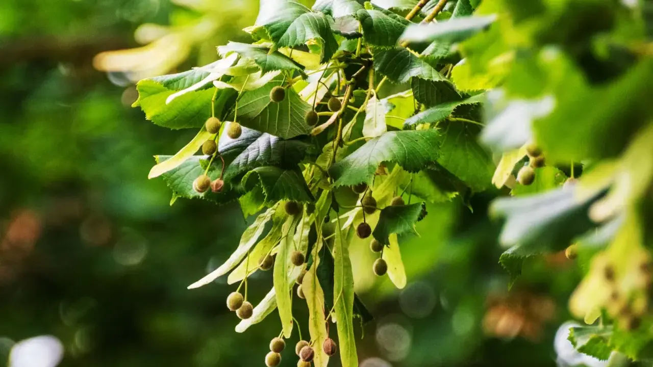 Rameau de tilleul avec ses feuilles vertes et ses fruits, rappelant l'infusion de tilleul et ses possibles effets secondaires.