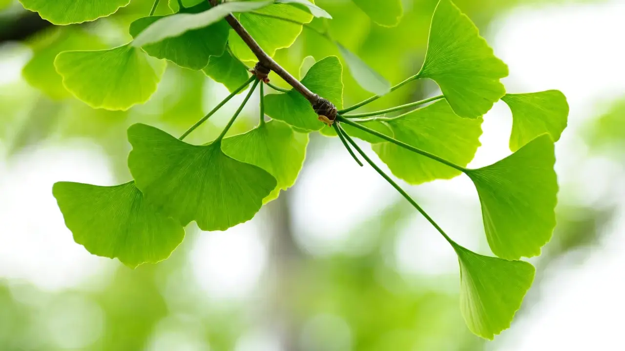 Liście miłorzębu japońskiego (ginkgo biloba) na co dzień kojarzone z poprawą pamięci i krążenia.