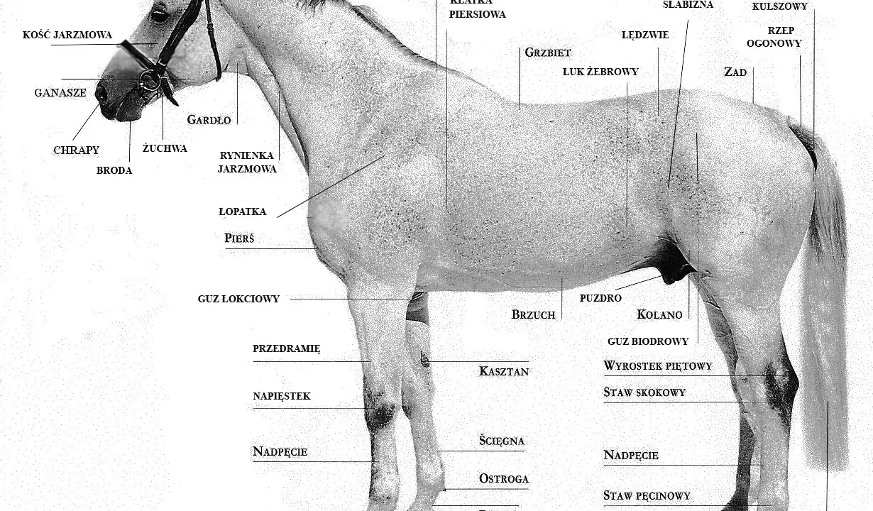 Jak wygląda koń? Anatomia, maści, odmiany i sekrety wzroku.