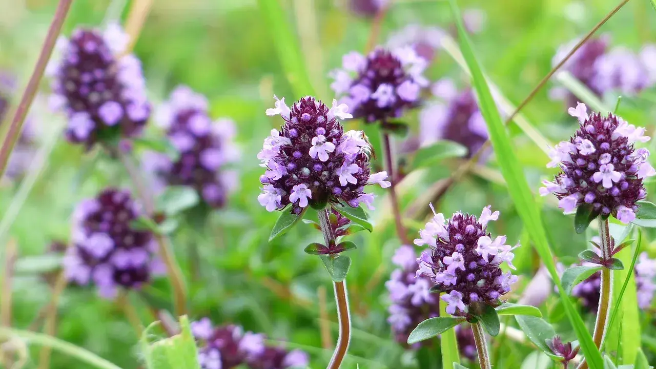 Fleurs de thym sauvage, source de l'huile essentielle thym linalol, dans un champ verdoyant.