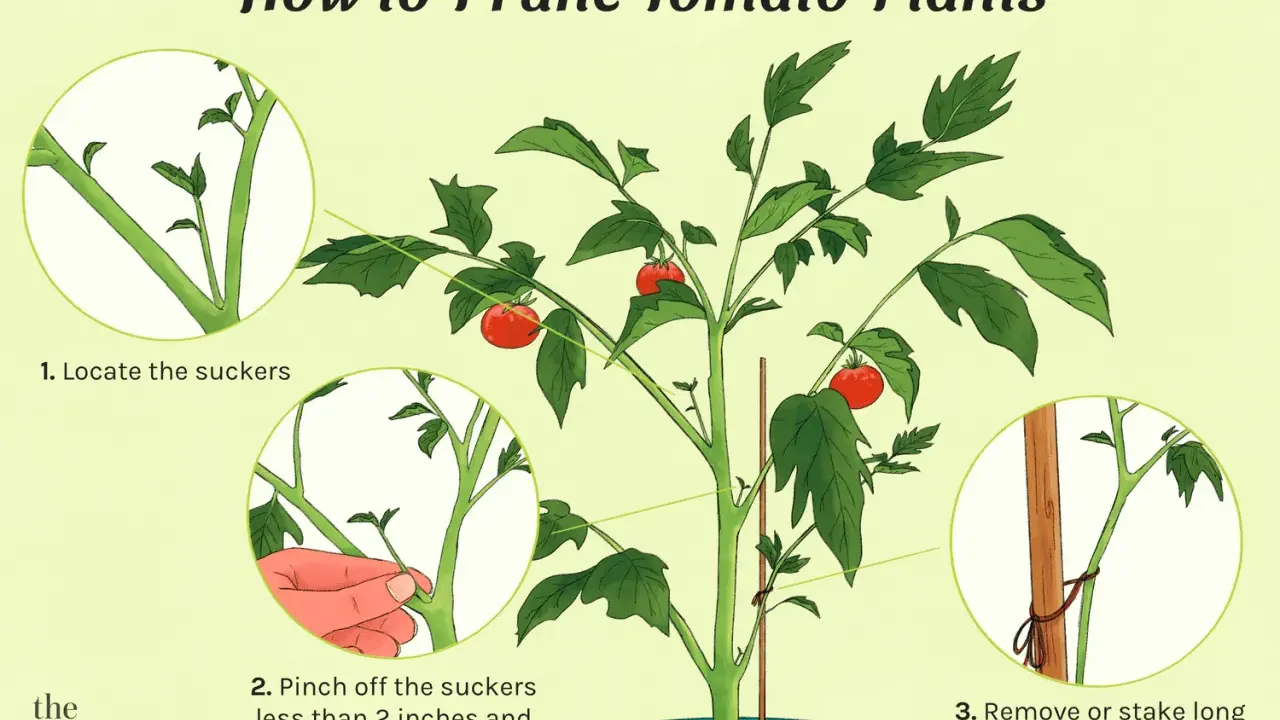 Illustration showing how to prune tomato plants, including locating and pinching off suckers for healthier growth.