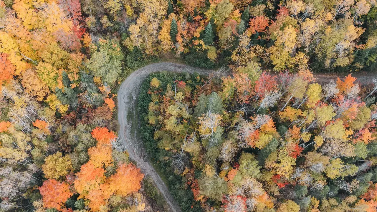 Luftaufnahme eines gewundenen Weges durch einen Wald in Nova Scotia, der im Indian Summer in leuchtenden Herbstfarben erstrahlt.