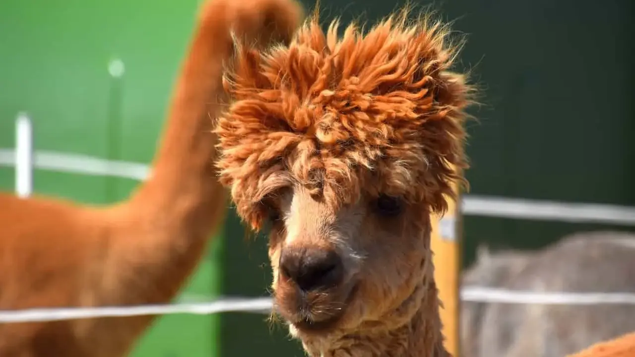 Alpaca con folta criniera in una masseria con animali in Puglia.