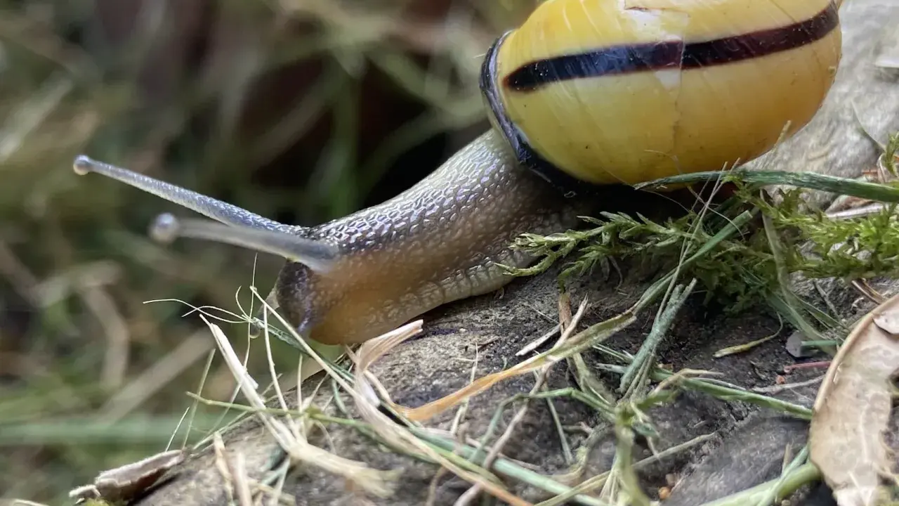 Escargot jaune à rayures noires, rampant sur une branche. Une image macro pour comprendre comment se débarrasser des escargots.