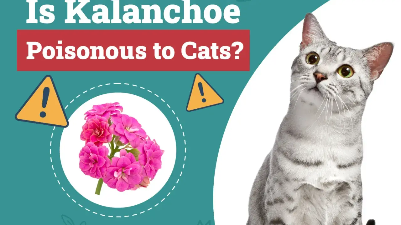 Un chat gris tigré regarde vers le haut, à côté d'une image de kalanchoe rose et d'un avertissement sur la toxicité pour les chats.
