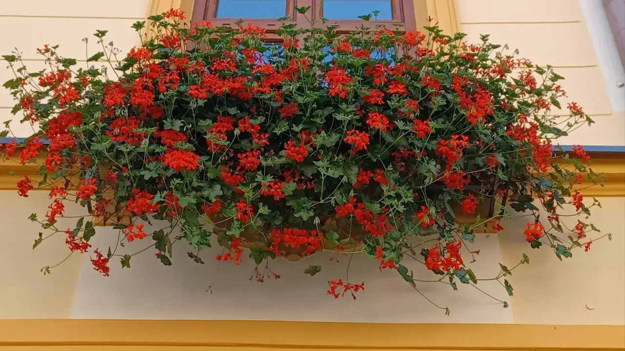 Obficie kwitnące czerwone pelargonie na parapecie okna. Warto wiedzieć, jak przezimować pelargonie, by cieszyć się nimi w kolejnym roku.