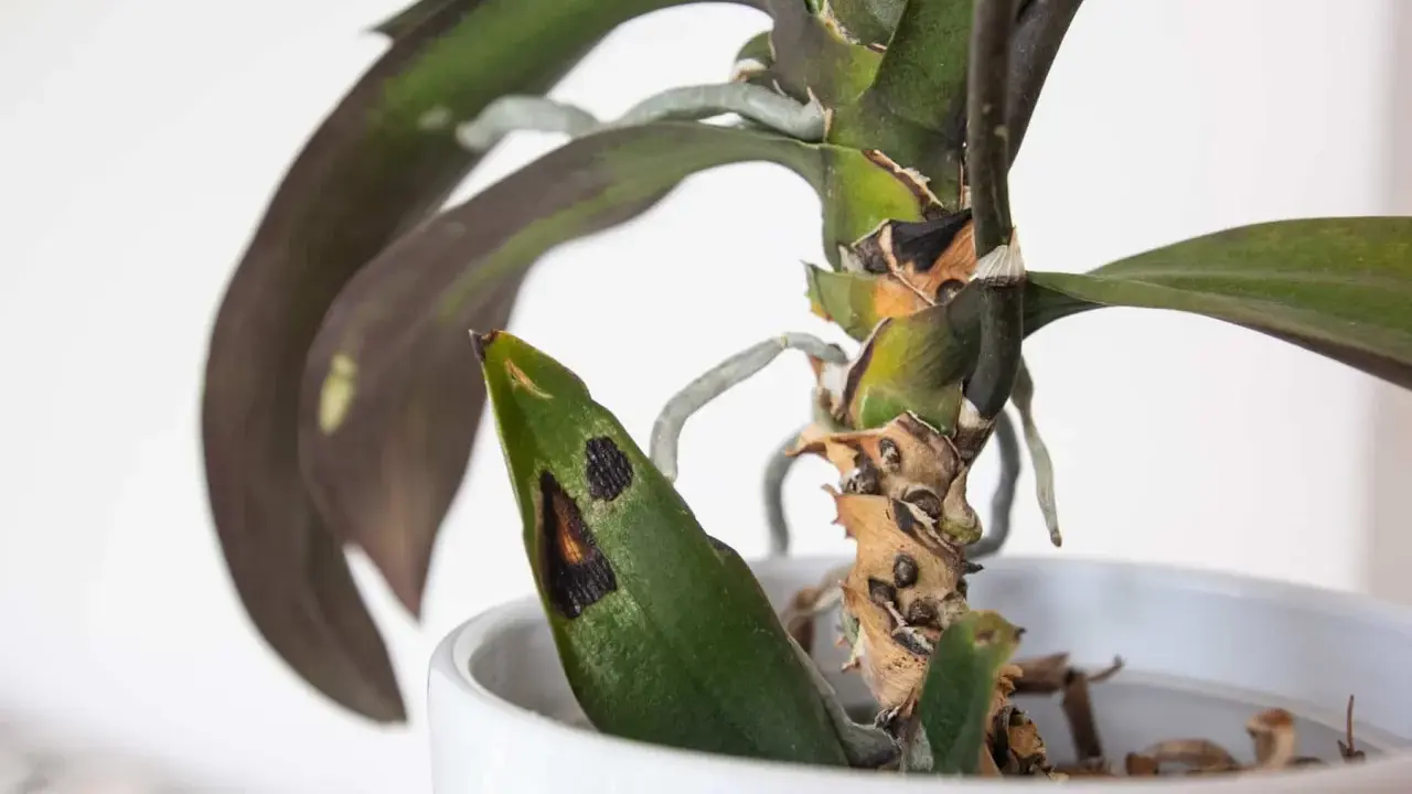 Orchideen krankheiten zeigen sich als schwarze Flecken auf den Blättern und braune, vertrocknete Stängel.