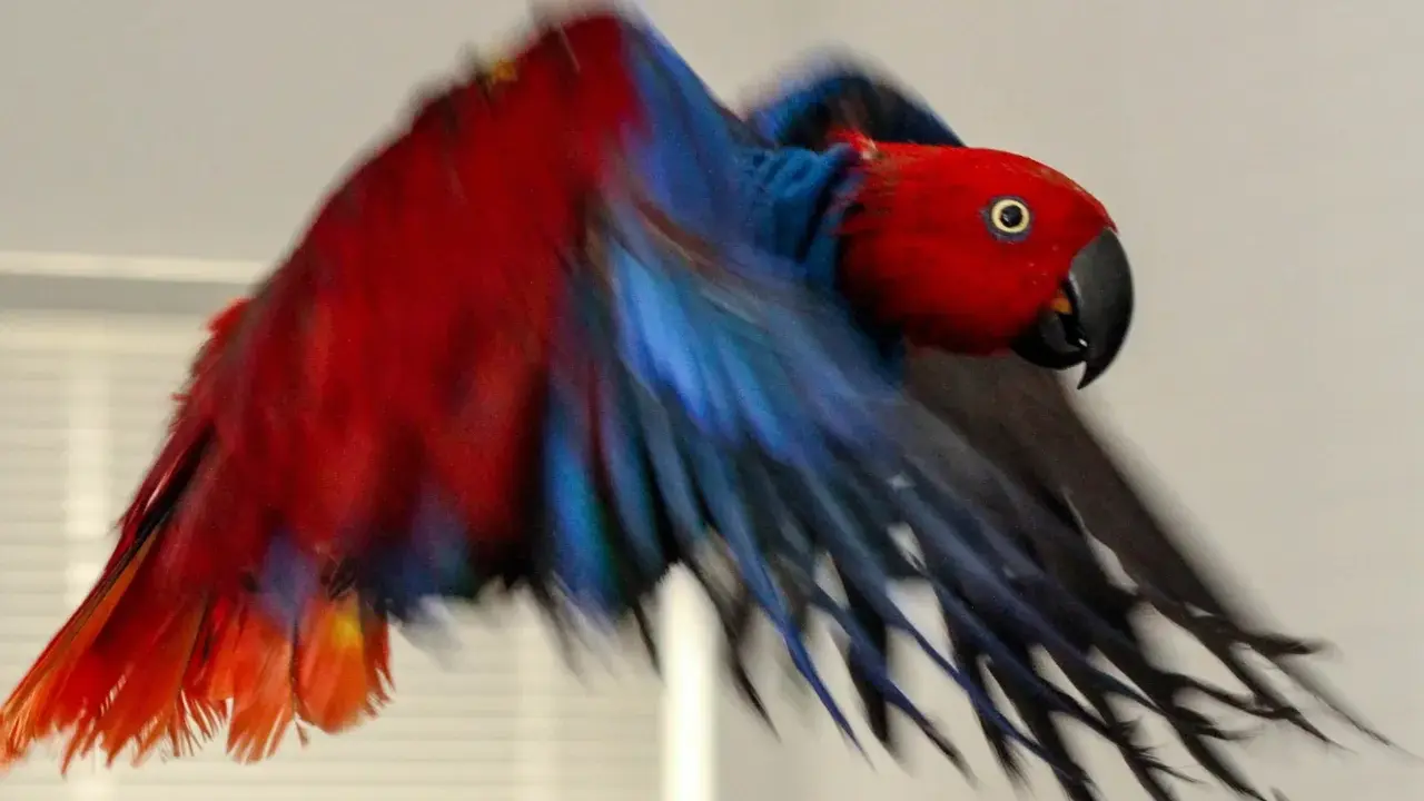 Un pappagallo eclettico, con piumaggio rosso e blu vibrante, vola con le ali spiegate. I suoi colori ricordano i petali dell'ipomoea purpurea.