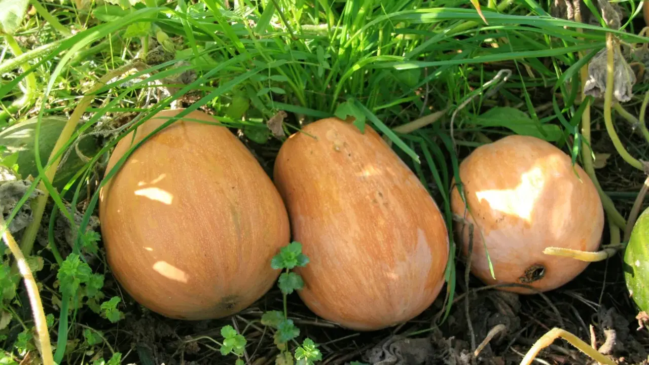Trois courges orangées, ressemblant à des sucrines de Berry, poussent dans l'herbe verte et les feuilles sèches.